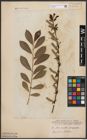 Foto von Salix aurita L. x Salix purpurea L.